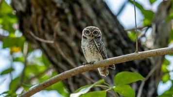 macchiato gufo giovane arroccato su albero foto