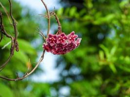 rosso Hoya fiore fioritura nel il giardino foto