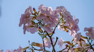 rosa tromba albero o tabebuia rosea fioritura nel il giardino foto