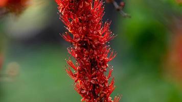 scimmia fiore albero fioritura nel natura foto