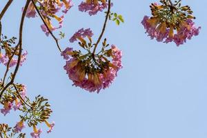 rosa tromba albero o tabebuia rosea fioritura nel il giardino foto