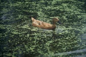 un' Marrone anatra è nuoto nel il inquinata lago. lago pieno con lema. selettivo messa a fuoco. foto