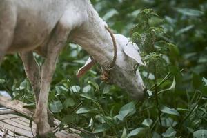 bianca capra è mangiare selvaggio pianta nel il azienda agricola. bianca capra in piedi su bambù intrecciata nel soleggiato inverno giorno. foto