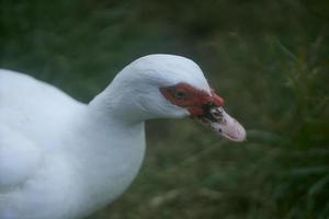 vicino su di bianca anatra testa insieme a. puro bianca piccolo anatra con rosso individuare in giro occhi e rosa infornare in piedi su il verde erba su caldo soleggiato inverno giorno. dettaglio di il anatra collo e becco. selettivo messa a fuoco. foto