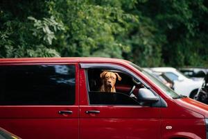 il cane incollato suo testa su di il auto finestra foto
