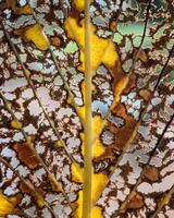 foglie marroni sul ramo di un albero marrone foto