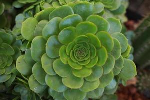 pianta succulenta aeonium verde foto