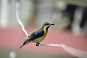 colpo di fuoco superficiale di un colibrì arroccato su un filo foto