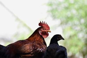 inquadratura ravvicinata di un gallo foto