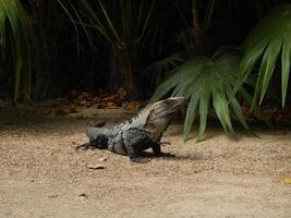 iguana in strada foto