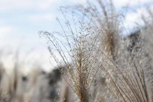 fanciulla silvergrass in autunno foto