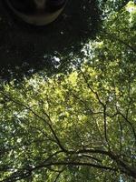 albero paesaggio nel natura montagne foto