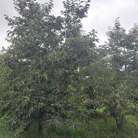 albero paesaggio nel natura montagne foto