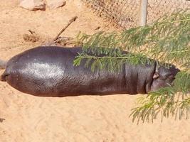 ippopotamo sole bagnarsi pelle nel natura ricorrere foto