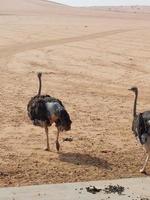 struzzi nel nofa natura safari Riserva foto