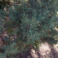 albero paesaggio nel natura montagne foto