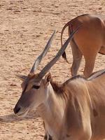 gazzelle nel nofa natura safari ricorrere foto