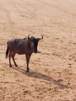 gnu nel nofa natura safari Riserva foto