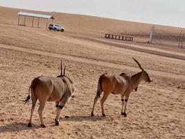 gazzelle nel nofa natura safari ricorrere foto