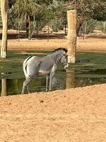 zebra nel nofa natura safari parco animale Riserva foto