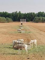 gazzelle nel nofa natura safari ricorrere foto