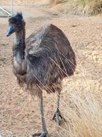 emu uccello nel nofa natura safari ricorrere foto