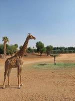 giraffe nel nofa natura safari ricorrere foto