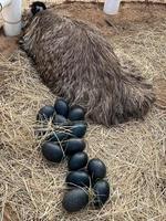 emu uccello nel nofa natura safari ricorrere foto