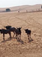 gnu nel nofa natura safari Riserva foto