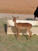 gazzelle nel nofa natura safari ricorrere foto