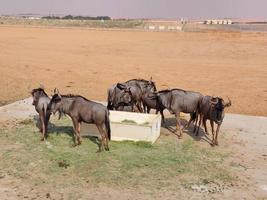 gnu nel nofa natura safari Riserva foto