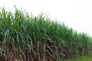 campo di canna da zucchero su sfondo bianco foto