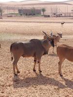gazzelle nel nofa natura safari ricorrere foto