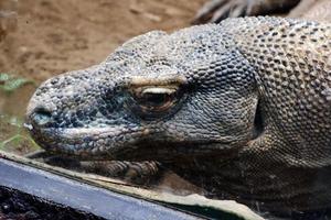 selettivo messa a fuoco di komodo Drago testa arroccato nel gabbia. foto