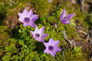 viola fiore nel koprulu canione nazionale parco, antalya, turkiye foto