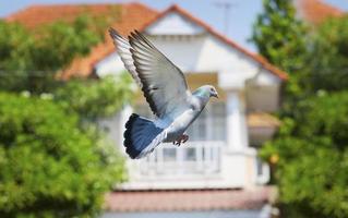 Piccione uccello volante nel verde parco contro sfocato di casa residenza foto