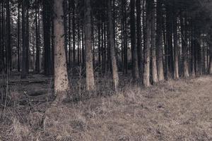 bois jacques. il foresta di il buche a partire dal facile azienda, 101° aerotrasportato divisione. vicino per il cittadina foy. Belgio ardennes. foto