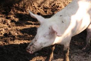 vicino su rosa Marrone polvere sporco maiale nel azienda agricola foto