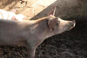 vicino su rosa Marrone polvere sporco maiale nel azienda agricola foto