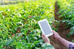 un' donna contadino con digitale tavoletta su un' Patata campo. inteligente agricoltura e precisione agricoltura 4.0. moderno agricolo tecnologia e dati gestione per industria azienda agricola. foto