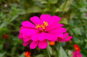 zinnie fioritura nel il giardino. Questo fiore ha un' molto magro e rigido fiore corona simile per un' foglio di carta. zinnia consiste di 20 specie di impianti foto