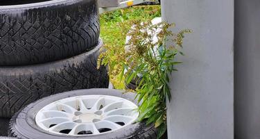 auto ruote vicino il recinto e un' giallo autunno fiore foto