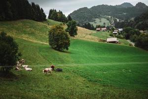 mucche godendo il erba nel il Alpi foto