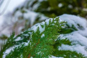 chamaecyparis lawsoniana, coperto di neve, innevato albero ramo, innevato alberi, pino, cipresso foto