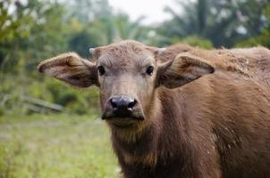 asiatico bufalo nel naturale azienda agricola foto