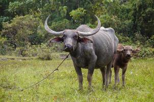 asiatico bufalo nel naturale azienda agricola foto