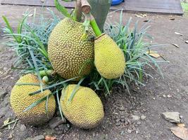 maturo jackfruit su il albero. Jack frutta o chiamato nangka è tropicale frutta quello gusto dolce foto