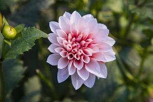 bellissimo fioritura rosa dalia fiore nel il giardino albero foto