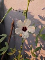 un' Visualizza di un' gongura semi pianta fiore foto
