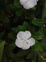 un' bellissimo Visualizza di un' Madagascar pervinca fiore pianta foto